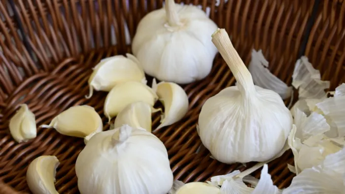 Seed Garlic factory