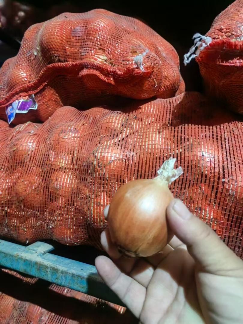 Yellow Onion 15kg Carton suppliers